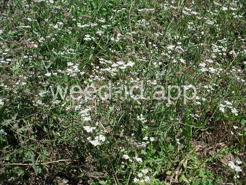 hedge-parsley